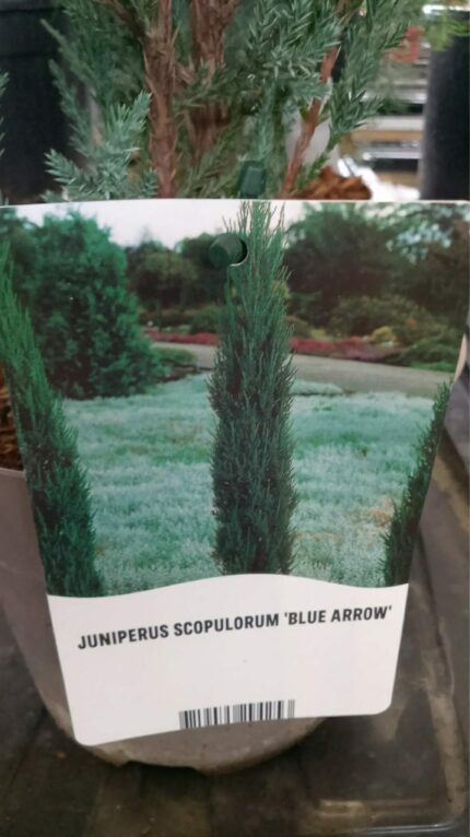 Søyleeine "Blue Arrow" 50/60  3 l Potte