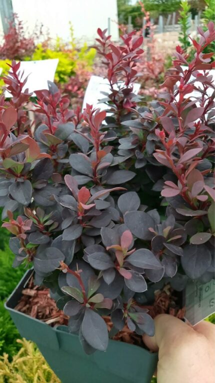 Berberis "Concorde" 2 l potte 30/40 cm