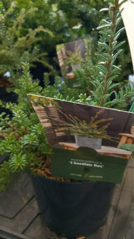 Podocarpus "Chocolate box" 2025 25-30cm  2,5L potte