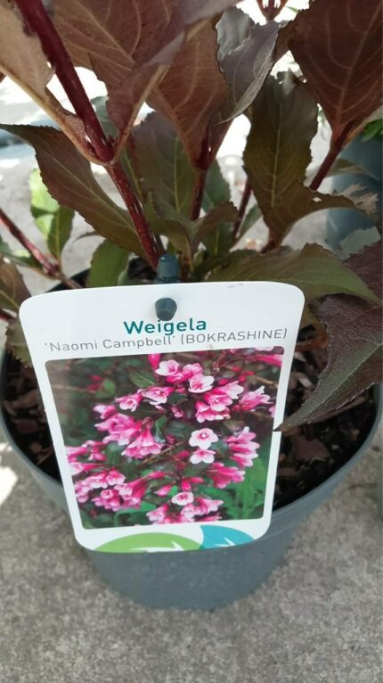 Klokkebusk "Naomi Campbell" 30/40 cm  3 L Potte