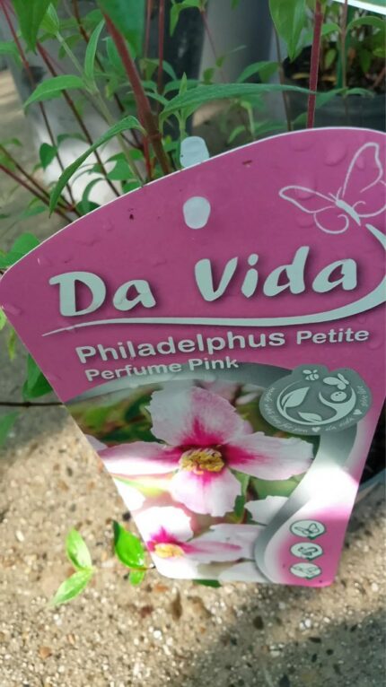 Skjærsmin "Petite Perfume Pink"  30/40 cm  3 l potte