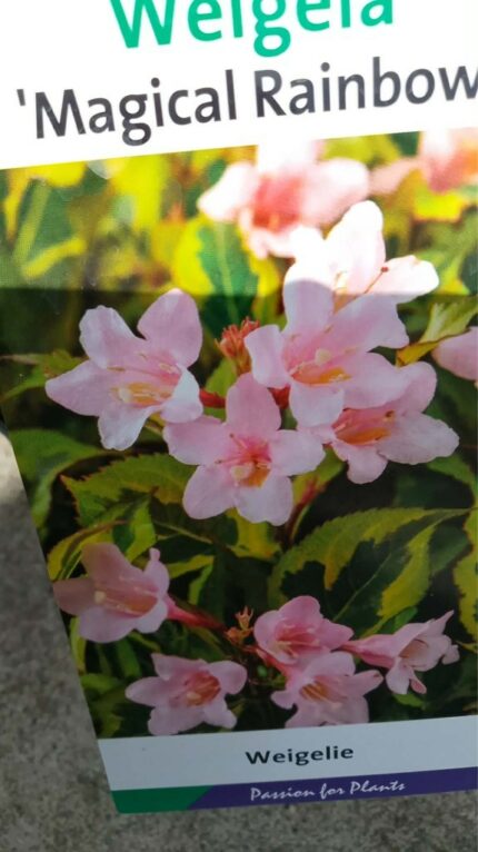 Klokkebusk "Magical Rainbow"  30/40 cm  3 L Potte