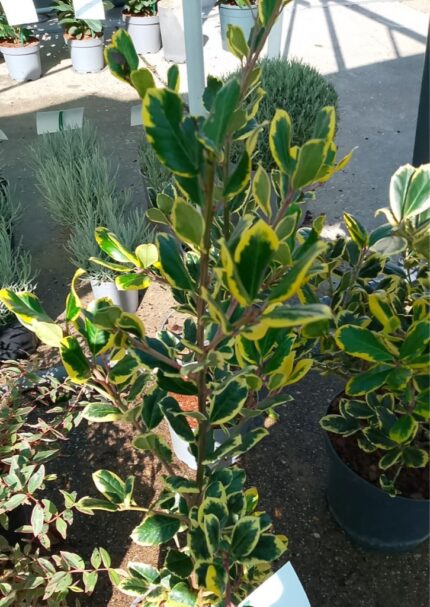 Kristorn "Golden King"  40/50 cm  3 l potte