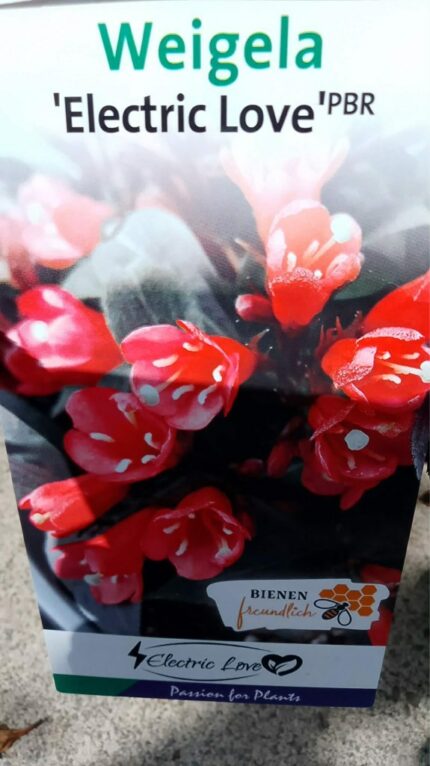 Klokkebusk "Electric love"  30/40 cm  3 L potte