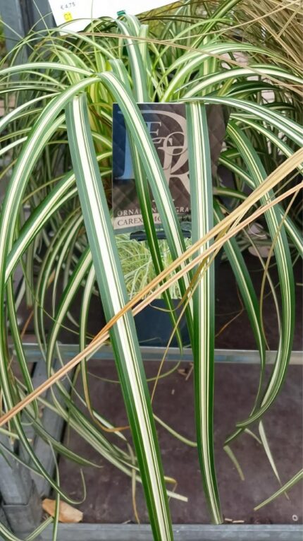 Prydgress Carex "Moon Falls"  2 l potte