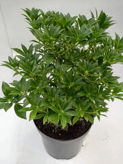 Pieris "Nanum" salgstr. 30 cm, 3,5 l. potte