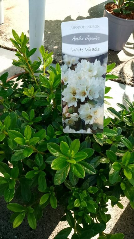 Azalea "White Miracle"  20/30 cm  3 l potte