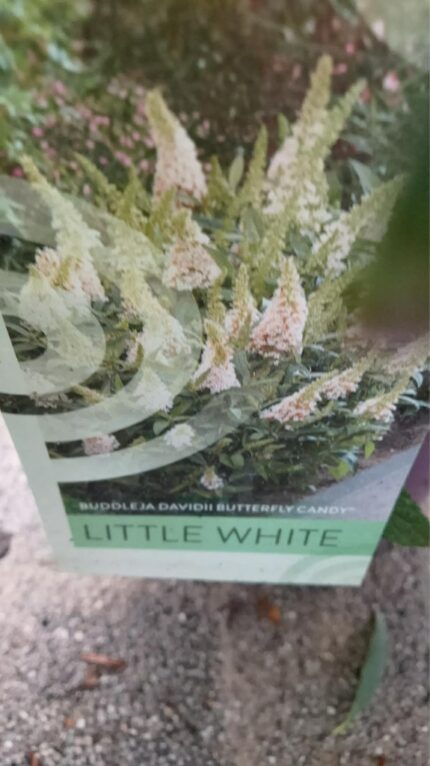 Sommerfuglbusk  "Little white " 30/40   3 l potte