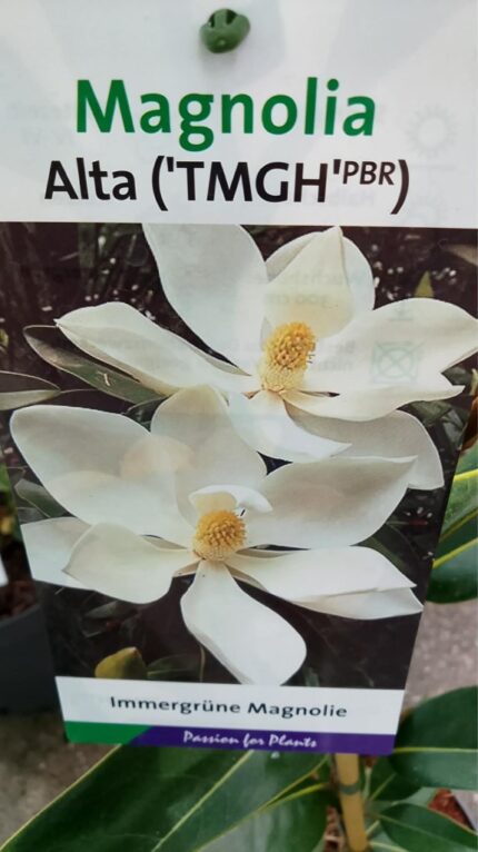 Magnolia Grand. "Alta"  50/60 cm  5 l potte
