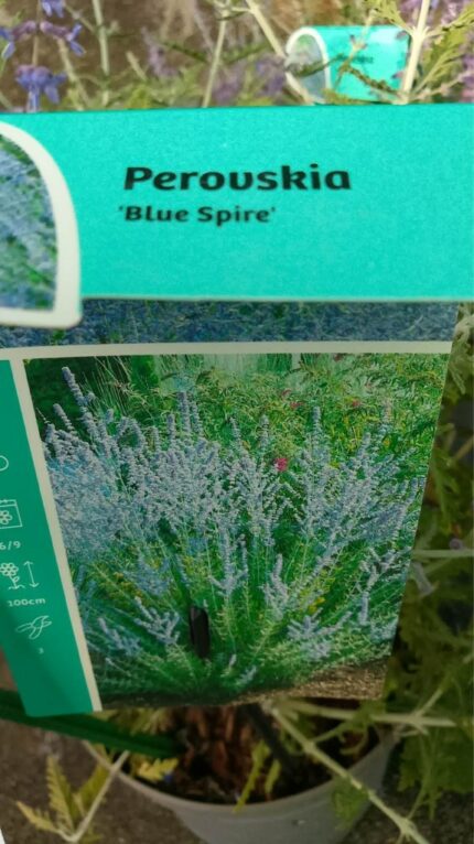 Blåbusk "Blue Spire"  40/50cm  3 l potte