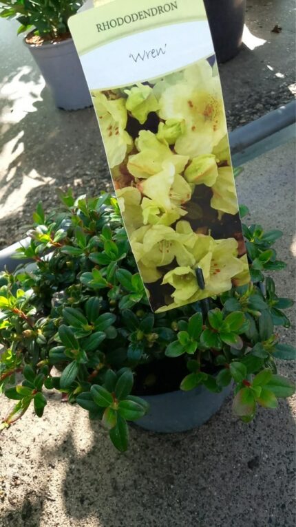 Rhododendron "Wren"  20/30 cm  3 l potte