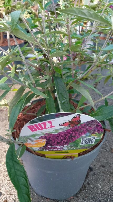 Buddleja "Buzz Wine" / 2025 / 3L potte