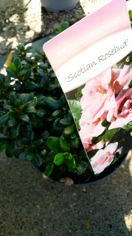 Azalea " Scotian rosebud"  20/30 cm 3 l potte