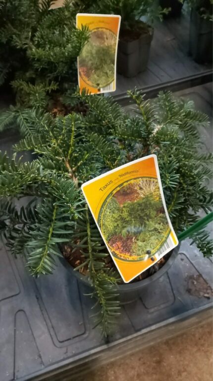 Barlind " Nidiformis"  25/30 3,5 L potte