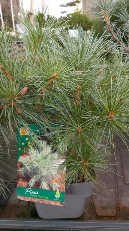 Furu "Blue Shag"   30/40 cm   2 l potte