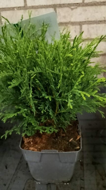 Thuja "tiny Tim" 2025