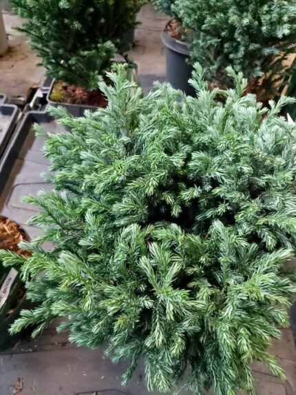 Trådsypress "Blue Moon"  20/25  2 L potte