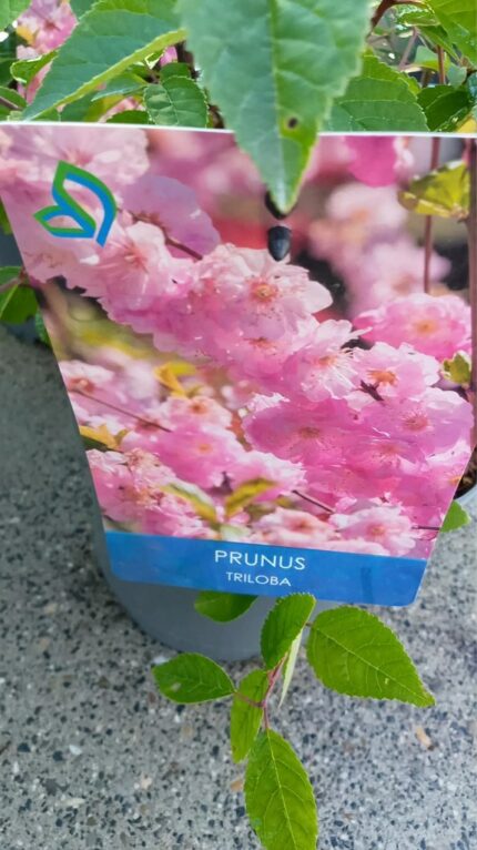 Rosemandel " Rosenmund"     30/40 cm 2 l potte