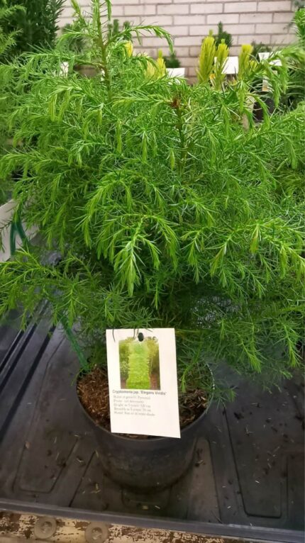 Cryptomeria "Elegans Viridis"
