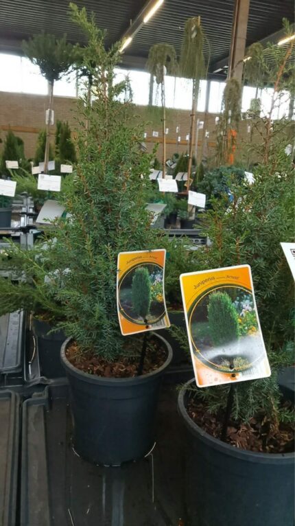 Søyleeine "Arnold"  40/50  3 l Potte