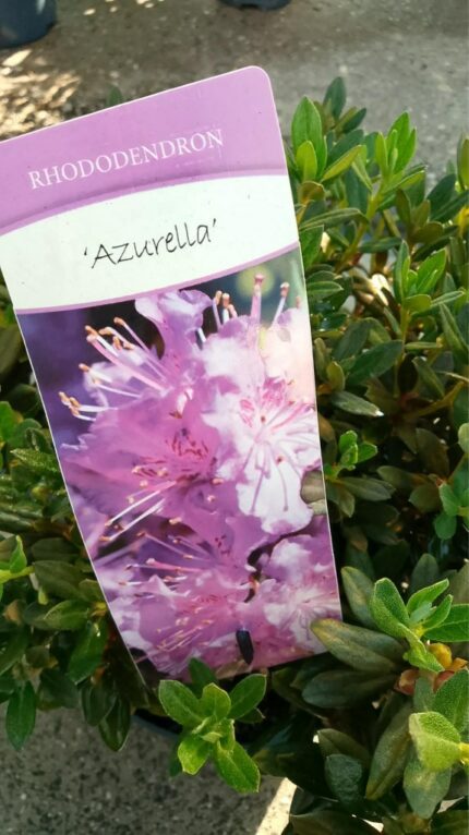 Rhododendron "Azurella"  20/30 cm  3 l potte