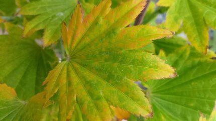 Japansk lønn "Aureum" oppstammet 60 cm 5 L potte