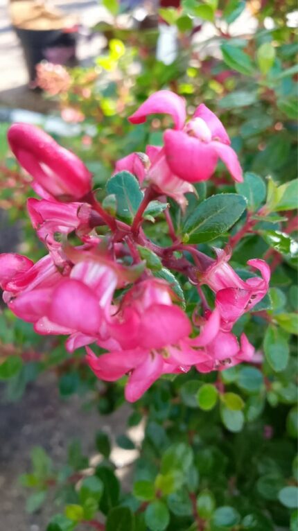 Escallonia "Red Dream 20/30   2 l potte