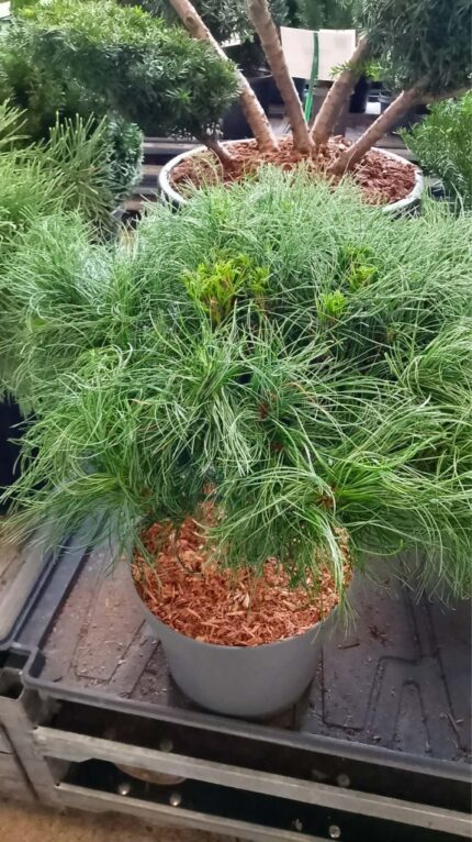 Furu "Tiny kurls" 2025 35-40cm  7,5L potte