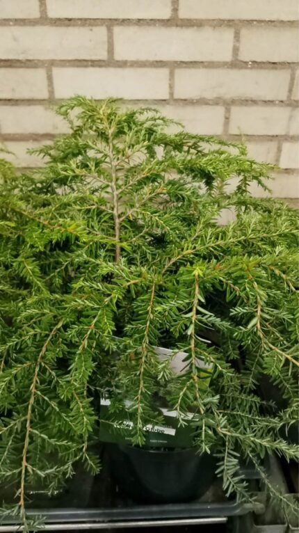 Canada hemlokk "Jeddeloh"  2l