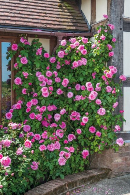 Austin rose, "Gertrude Jekyll ", 6 l. pottestr.