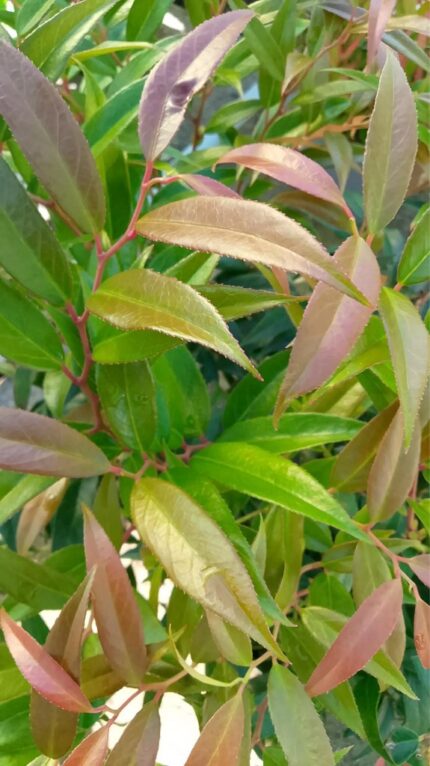 Leucothoe keiskei 'Royal Ruby' 20/30  cm  2 l potte