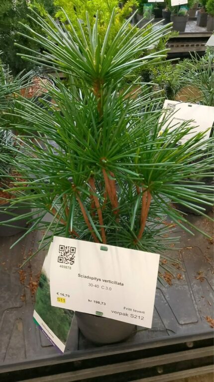 Sciadopitys Verticillata 2025  30-40cm 3L potte