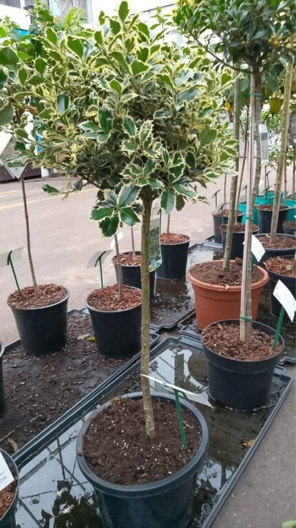 Kristorn "Argenta Marginata " oppstammet 60 cm