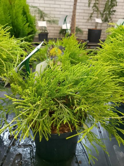 Trådsypress "Fil. Aurea"  25/30 3 l potte