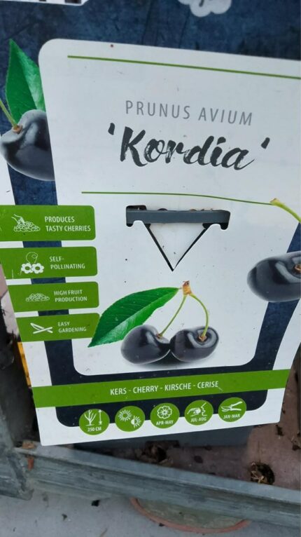Søtkirsebær "Kordia"   100/120   5 l potte
