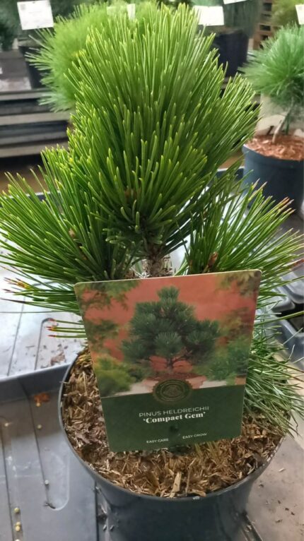 Furu "Compact Gem "  20/30 cm   2,5 l potte