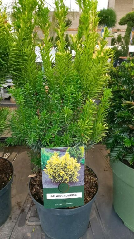 Barlind "Jalako Sunrise"  30/40 cm 2,5 l potte