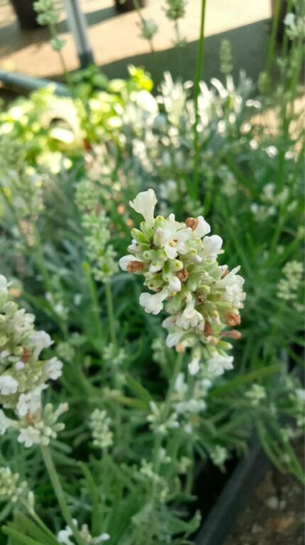 Lavendel "Alba" 15/20 cm  1,5 l potte