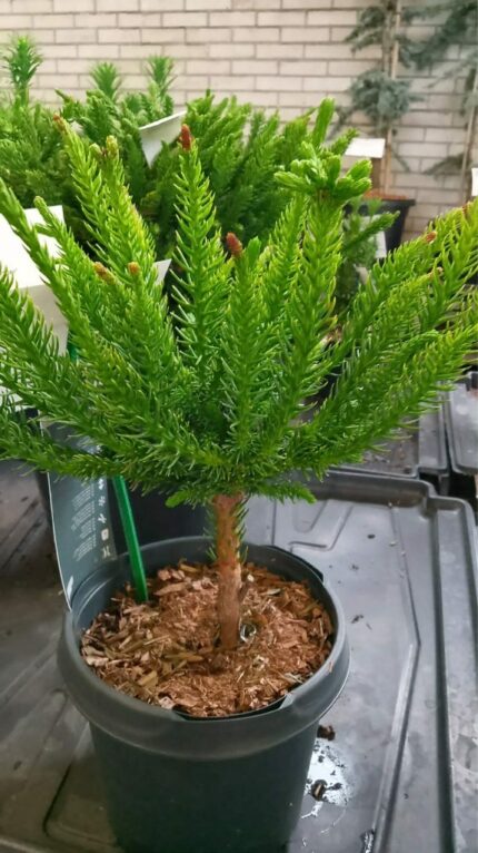 Cryptomeria " Dinger" 25/30  2 l potte