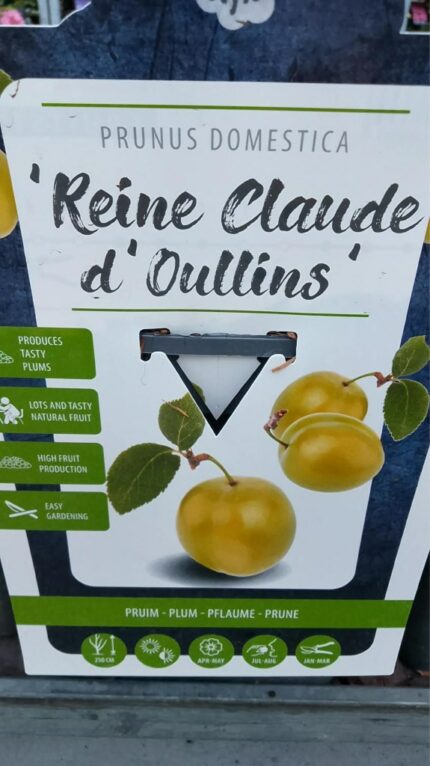 Plomme "Reine Claude D'oullins"  100/120 cm   5 l potte