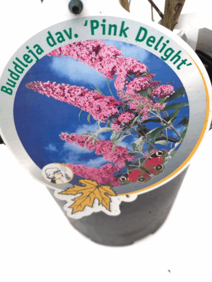Sommerfuglbusk "Pink Delight", pottestr. 5 l, salgstr. 100 cm.