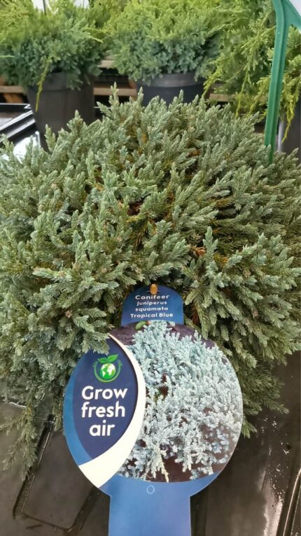 Krypeine " Tropical Blue" 30/40  cm 5 L potte-1