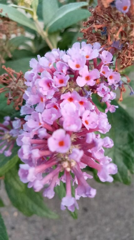 Buddleja d. "Butterfly candy little Lila"  20/25  3L potte