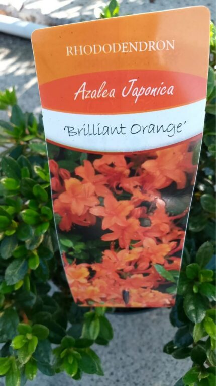 Azalea "Brilliant Orange"  20/30 cm  3 l potte