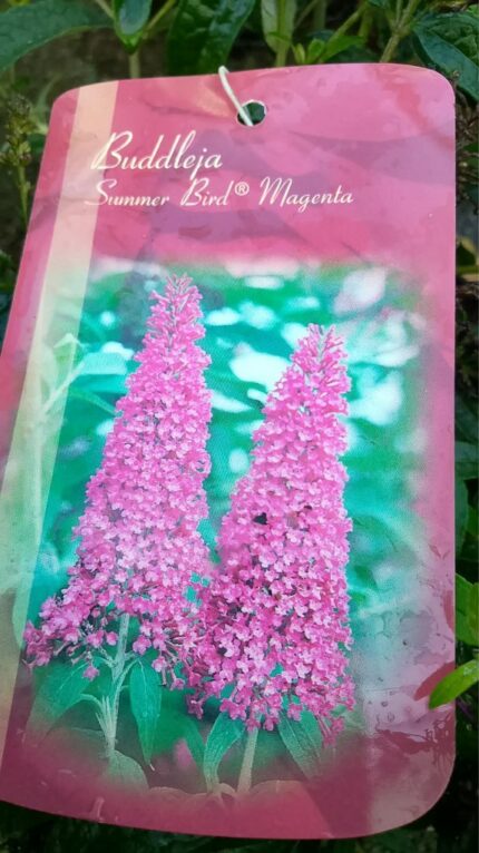 Buddleja d. "summer bird magenta" / 2025 / 30-40cm / 3Lpotte