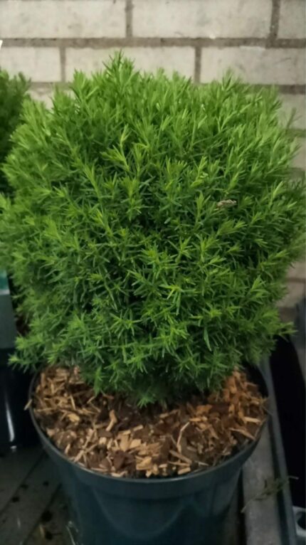 Thuja "Teddy"15/20 Cm   2 L potte
