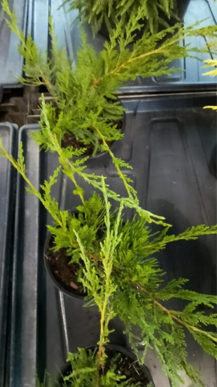 Eine "Mint Julep" 20/30 cm  1 L