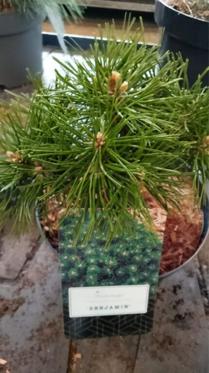 Furu "Benjamin"  15/20 cm   2,5 l potte