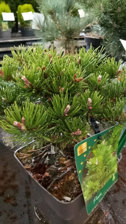 Furu "Klostergrun" 2025  2L potte