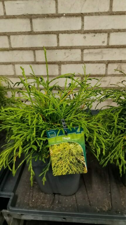 Thuja "Kagers beauty" 2025 30-35cm 3L potte